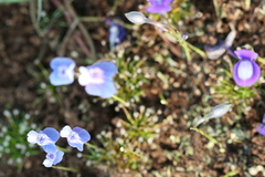 Utricularia caerulea